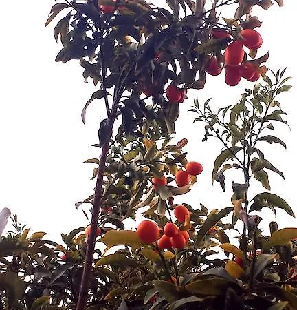 Apart Otel Corifo Village 3*