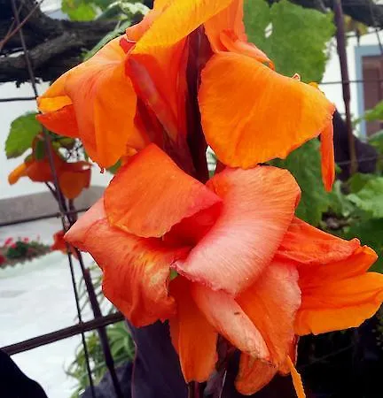 Corifo Village Aparthotel